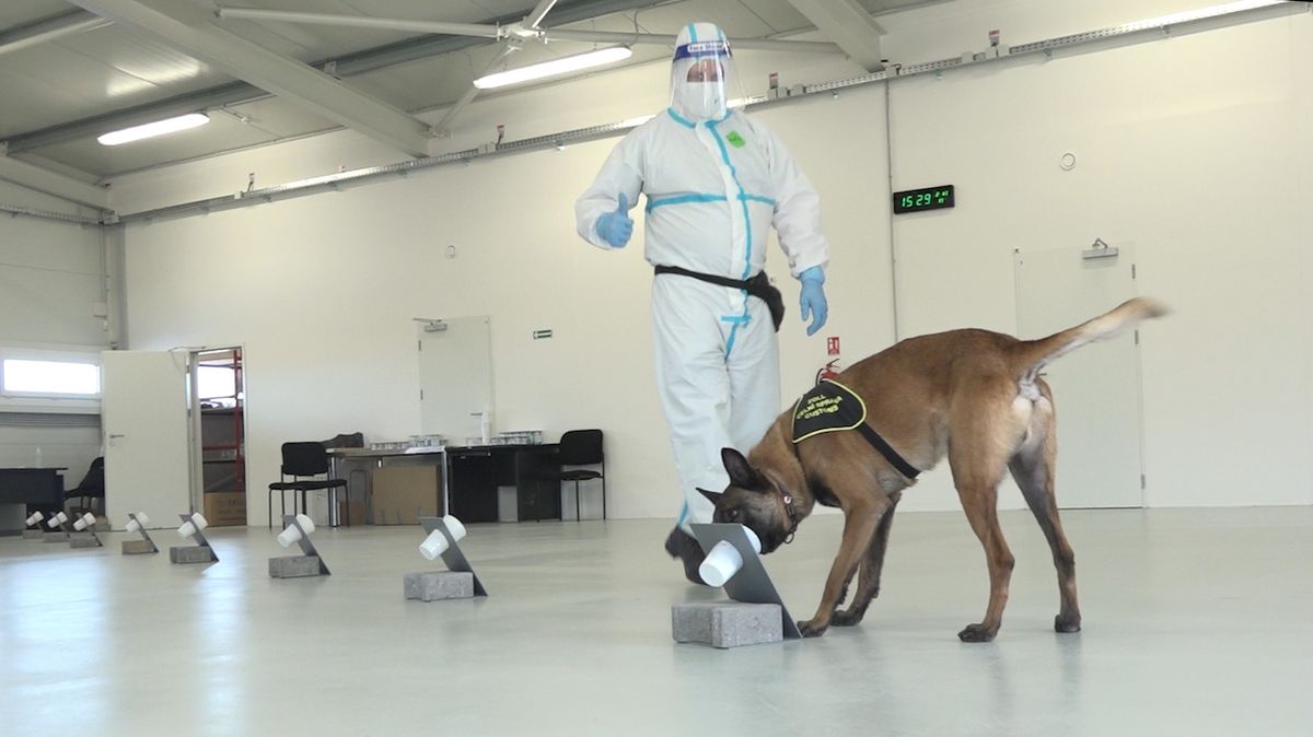 Psi cvičení na covid v Ruzyni nepomáhají, kvůli jihoafrické mutaci je tým v karanténě